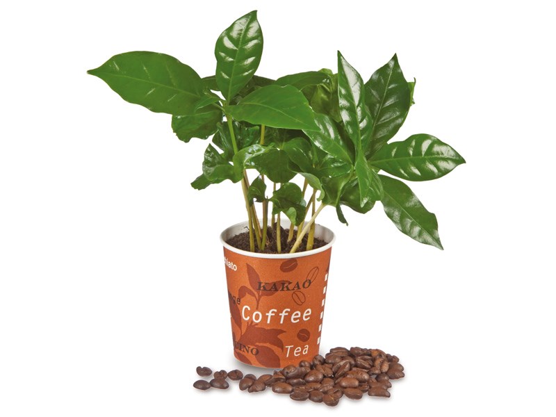 ,,Espresso" Mini-Kaffeepflanze